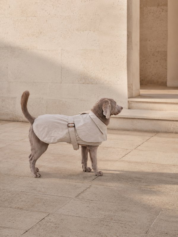 Luxury Waterproof Trenchcoat