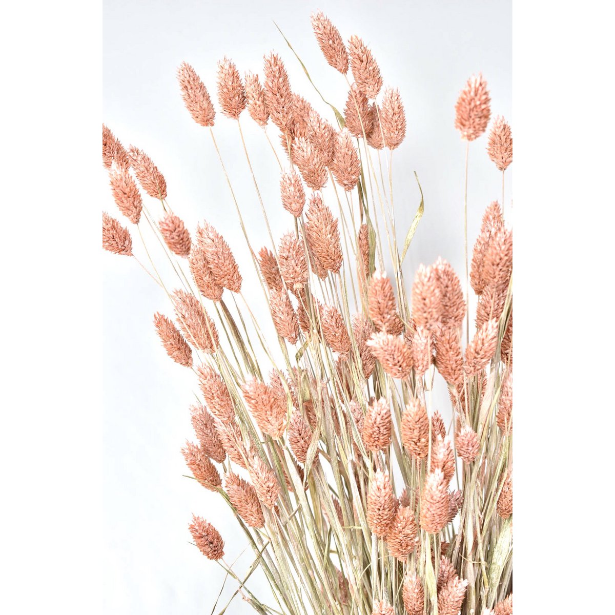 Phalaris - 60 cm - Kwiaty suszone