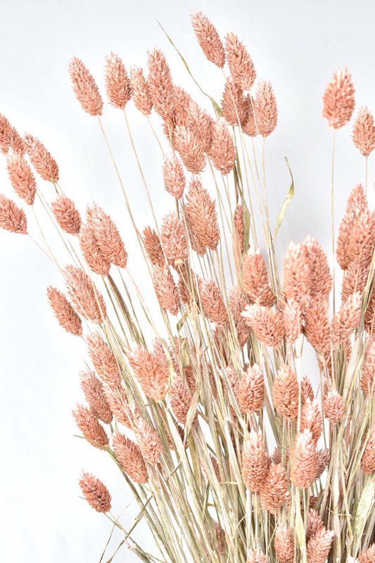 Phalaris - 60 cm - Dried flowers