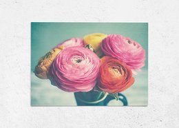 A bouquet of vibrant pink ranunculus flowers in a vase against a teal background.