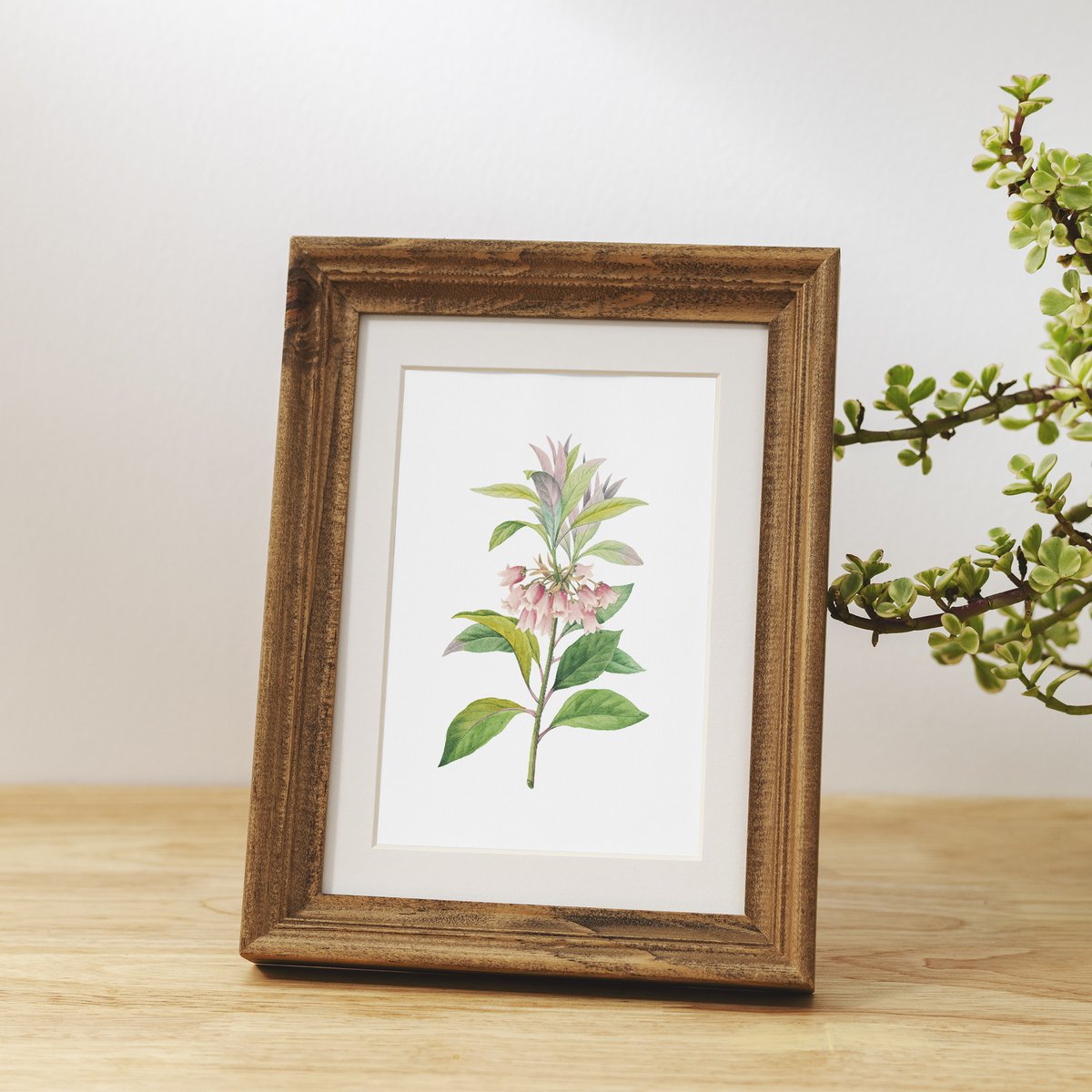 Botanische kunst print mix x16 | Vintage bloem illustratie | Kunst aan de muur