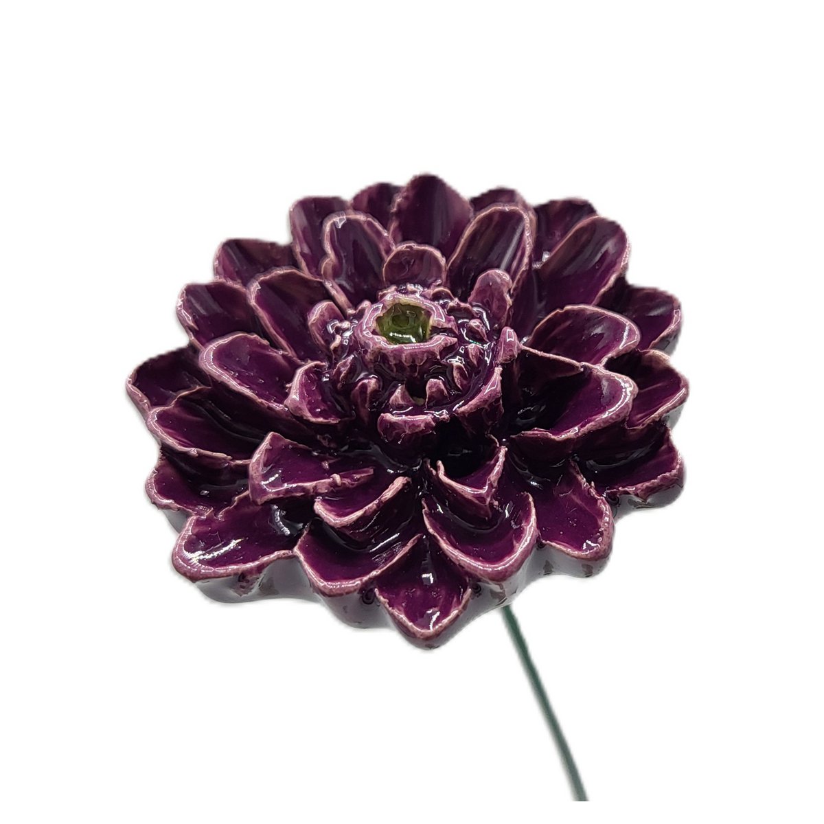 Dahlia purple