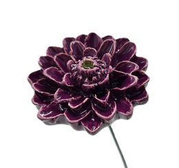 Dahlia lilla