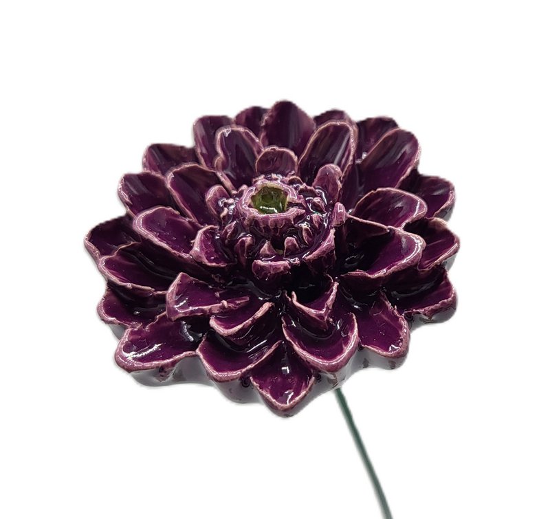 Dahlia purple