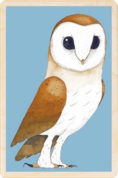 BARN OWL Duurzame houten kort
