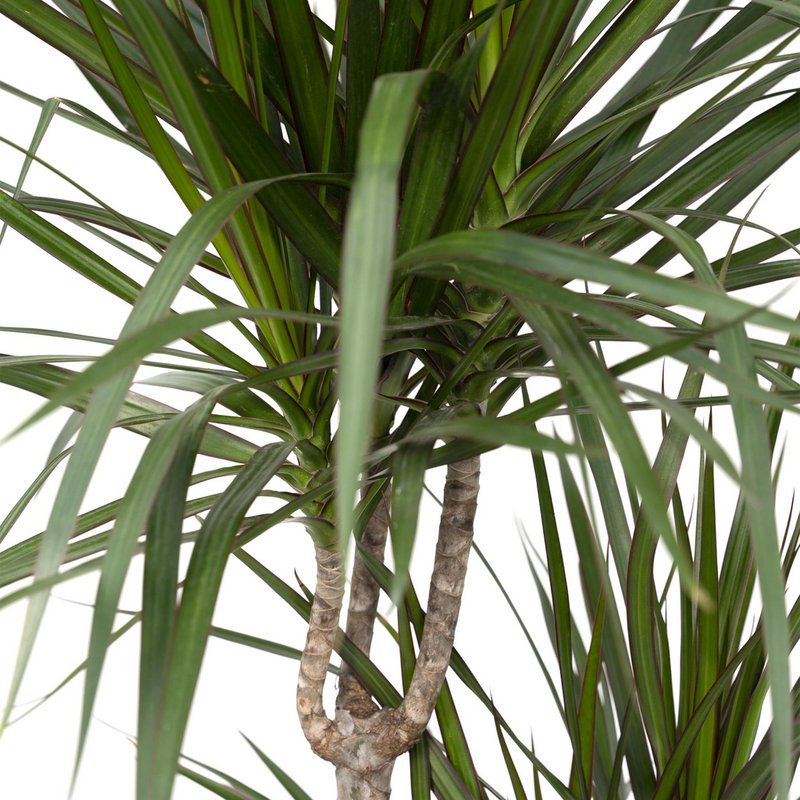Dracaena Marginata - Dragon Tree - Ø21cm - ↕115cm