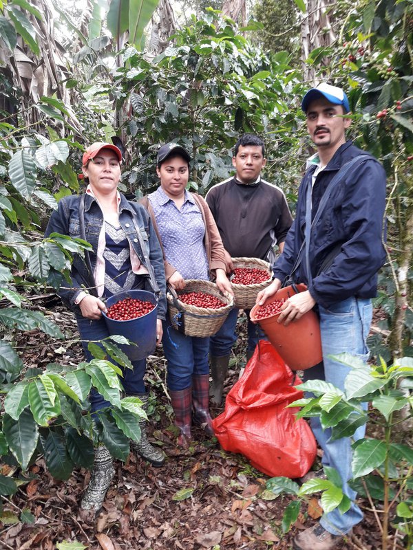 Coffee "Coffee for Future" (organic), 1kg, whole beans