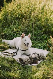 Capper, en hund og en kat til en hund og en kat fra det fluffy hvalpemærke, velourmateriale, 16 farver, håndlavet!