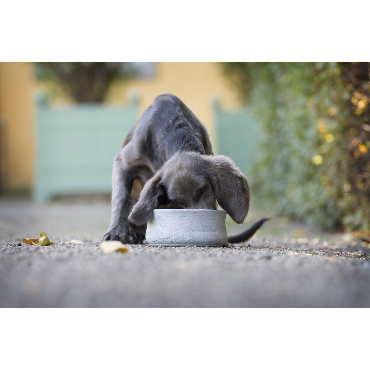 ROCKY - elegante ciotola per cani e gatti