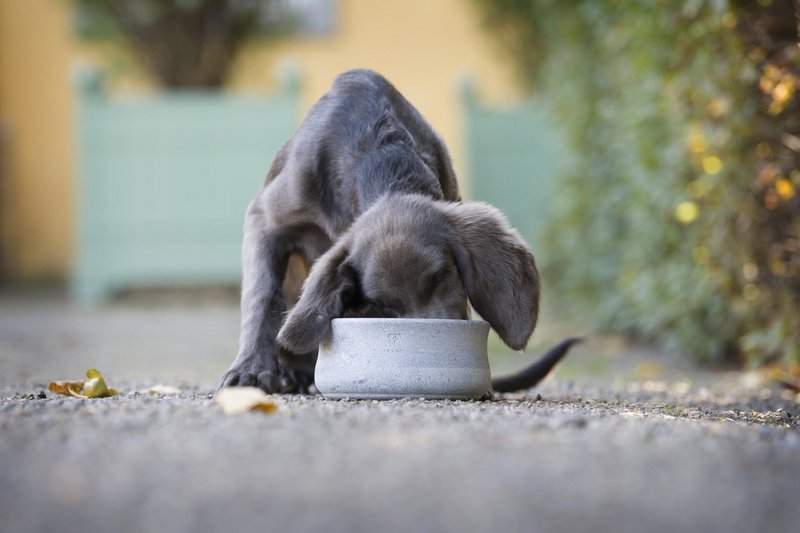 ROCKY - elegant skål til hunde og katte