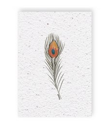 A single peacock feather with an eye-like pattern, displayed on a white background.