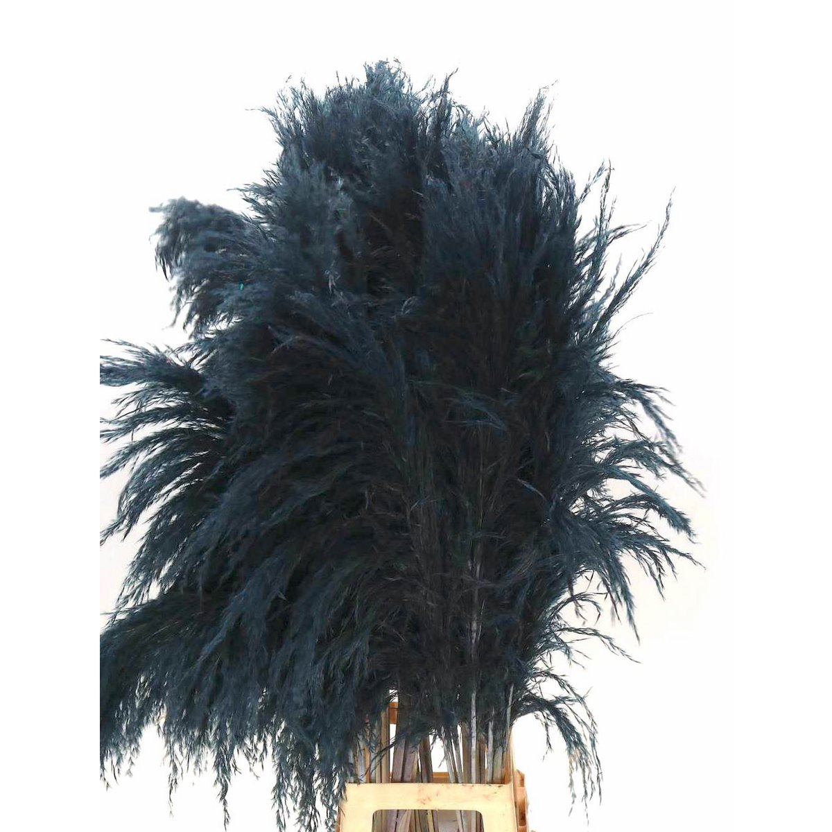 Cortaderia Pampasgras getrocknet, ca. 115cm, czarny