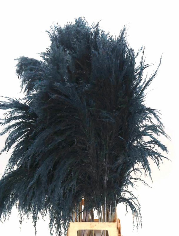 Cortaderia Pampasgras getrocknet, ca. 115 cm, sort