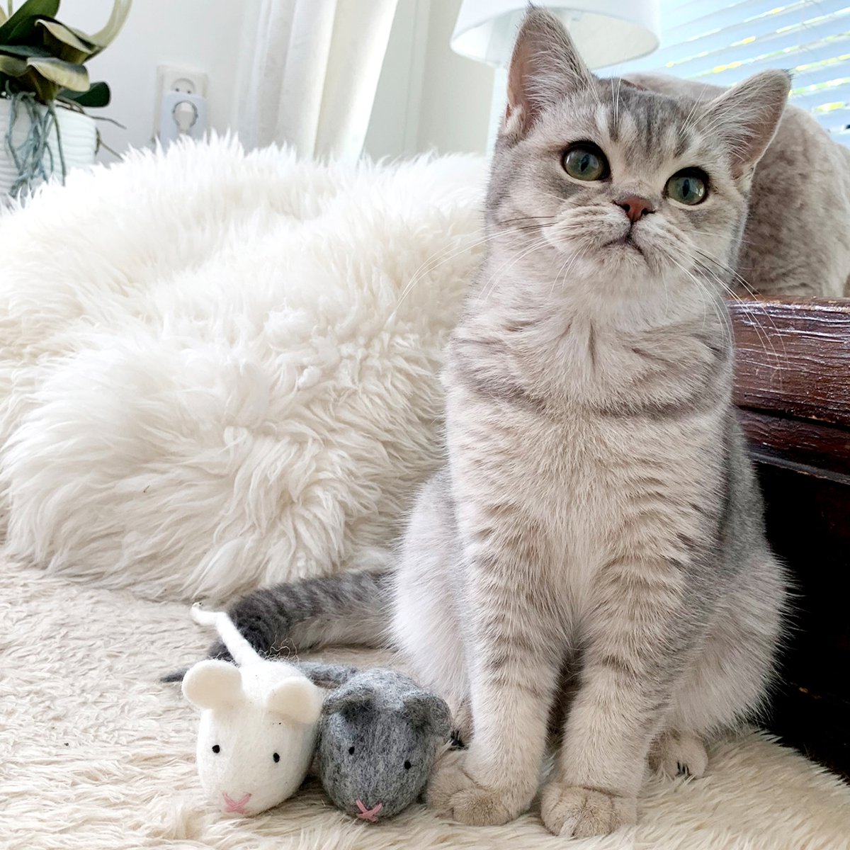 Playing mouse gray (bells)