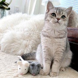 Playing mouse gray (bells)