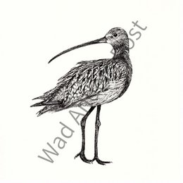 Curlew kort