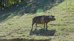 🇮🇹Wilde Umbrische zwarte varkenssalami - gekruide ambachtelijke salami