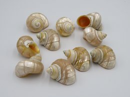 Natürliche Muschel - Talembu Ukir