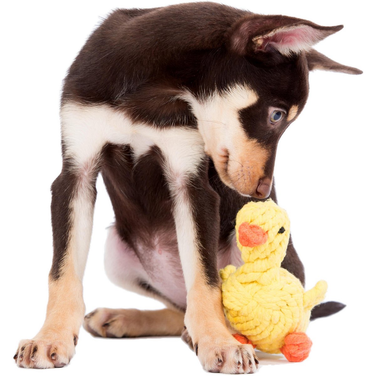 Emma papera - giocattolo cult per cani