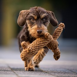Diego Dackel - Kult-Spielzeug für Hunde