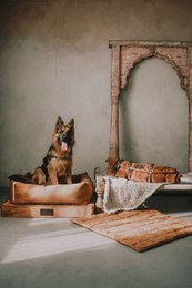 "Nero" tana per un cane e un gatto del marchio di cuccioli soffici, crema luminosa, materiale velluto, fatto a mano!