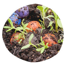 nursery garden Seed bombs