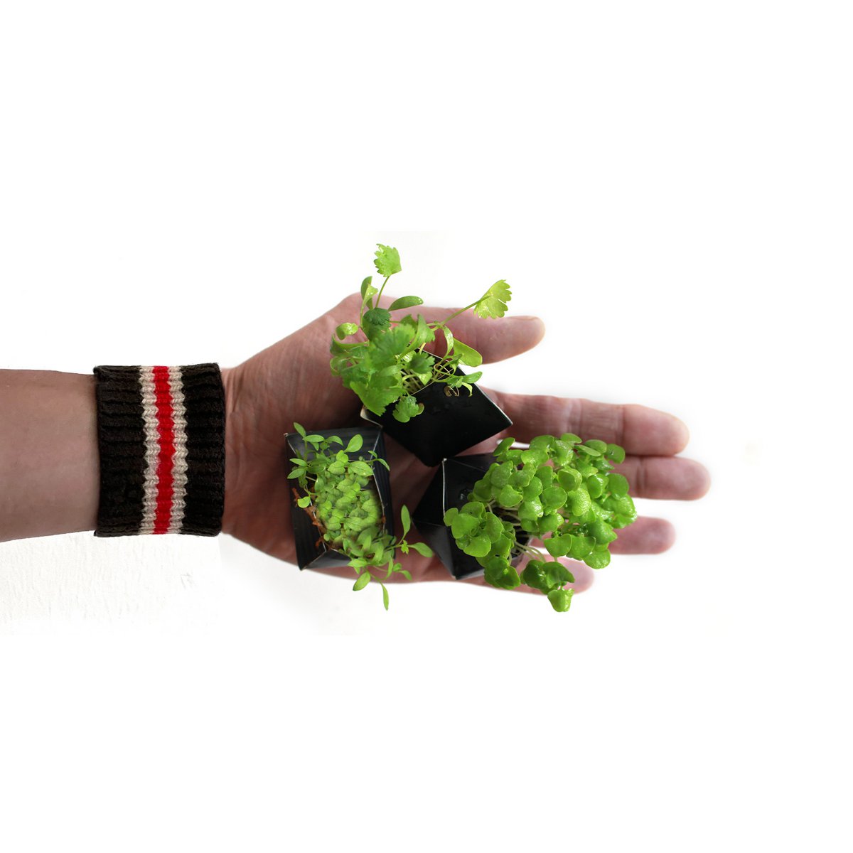 Kit Urban Jungle - Sumi Black con semillas de Hierbas
