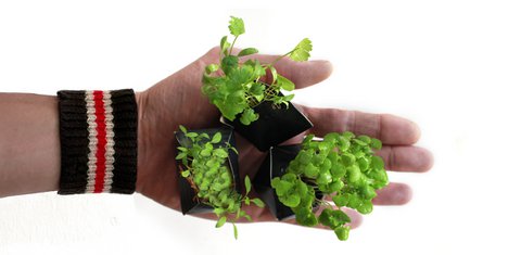 Urban Jungle Kit - Sumi Black with Herb seeds