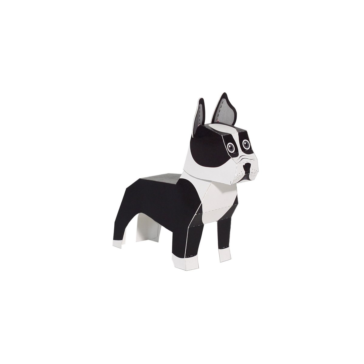 Boston Terrier Postcard