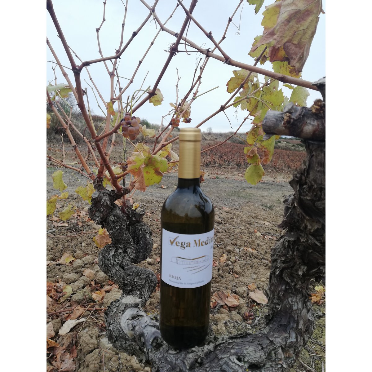 Young white wine D.O.Ca. Rioja Vega Medina