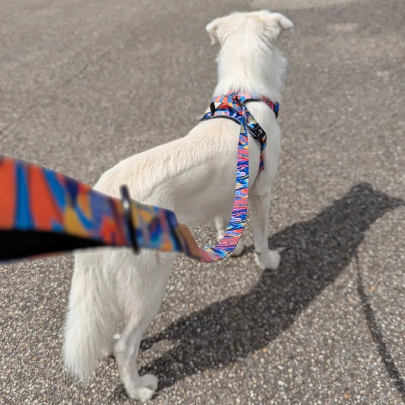 Correa para perros de laga