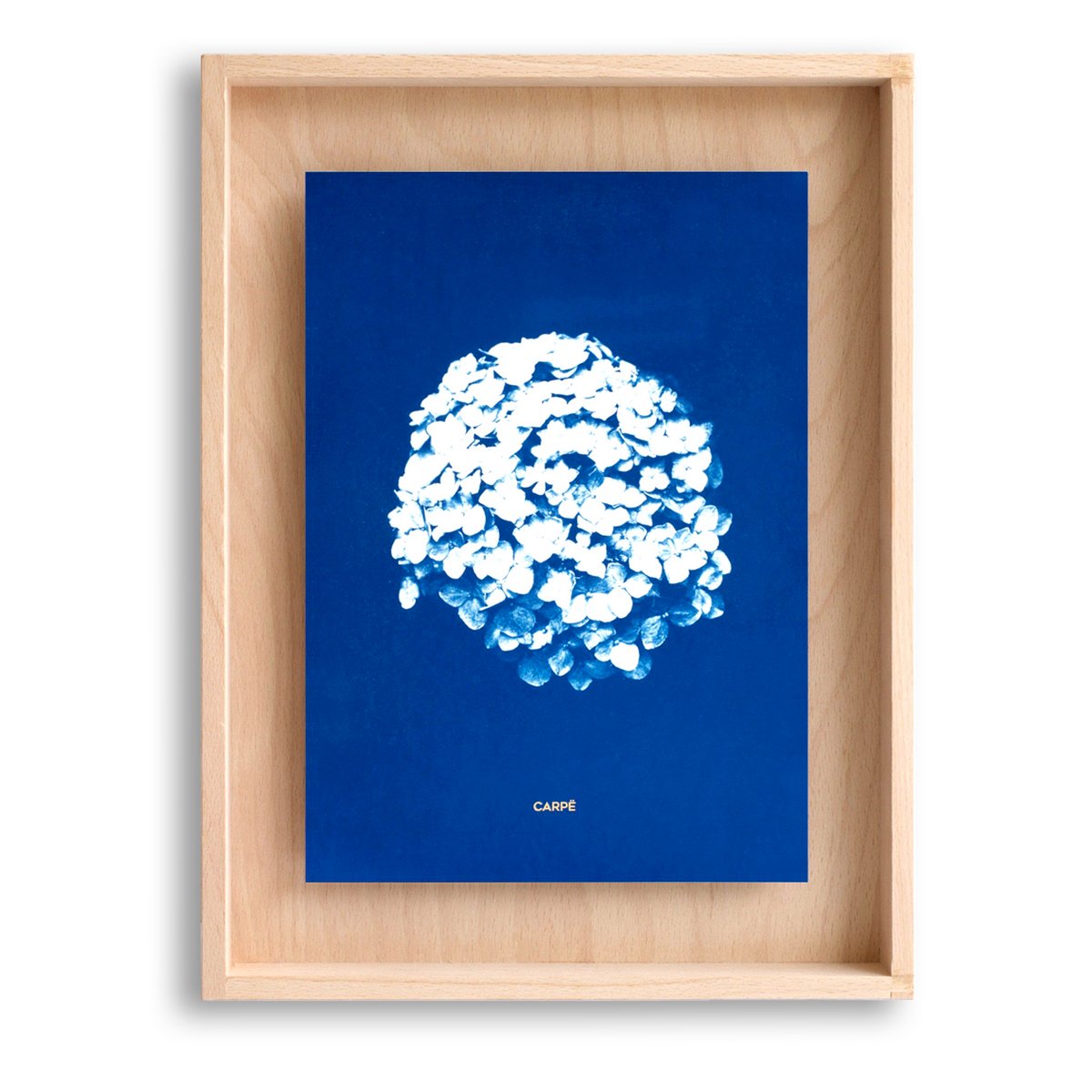 Cyanotypie Hortensia