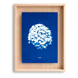 Cyanotype hortensia