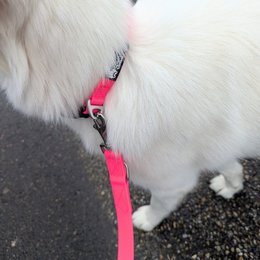 Waterproof multi-position leash Neon pink