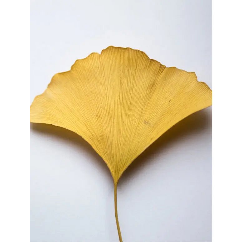 Ginkgo-Booster – Mindful Radiance – Antioxidativer Ginkgo-Gel-Booster