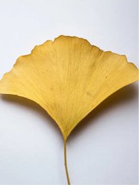 Ginkgo-Booster – Mindful Radiance – Antioxidativer Ginkgo-Gel-Booster