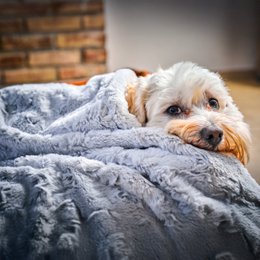COZY Kuscheldecke für Hunde