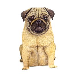 3D animal map pug