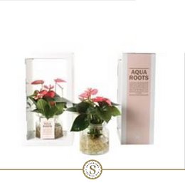Anthurium aqua Roots Champion rose