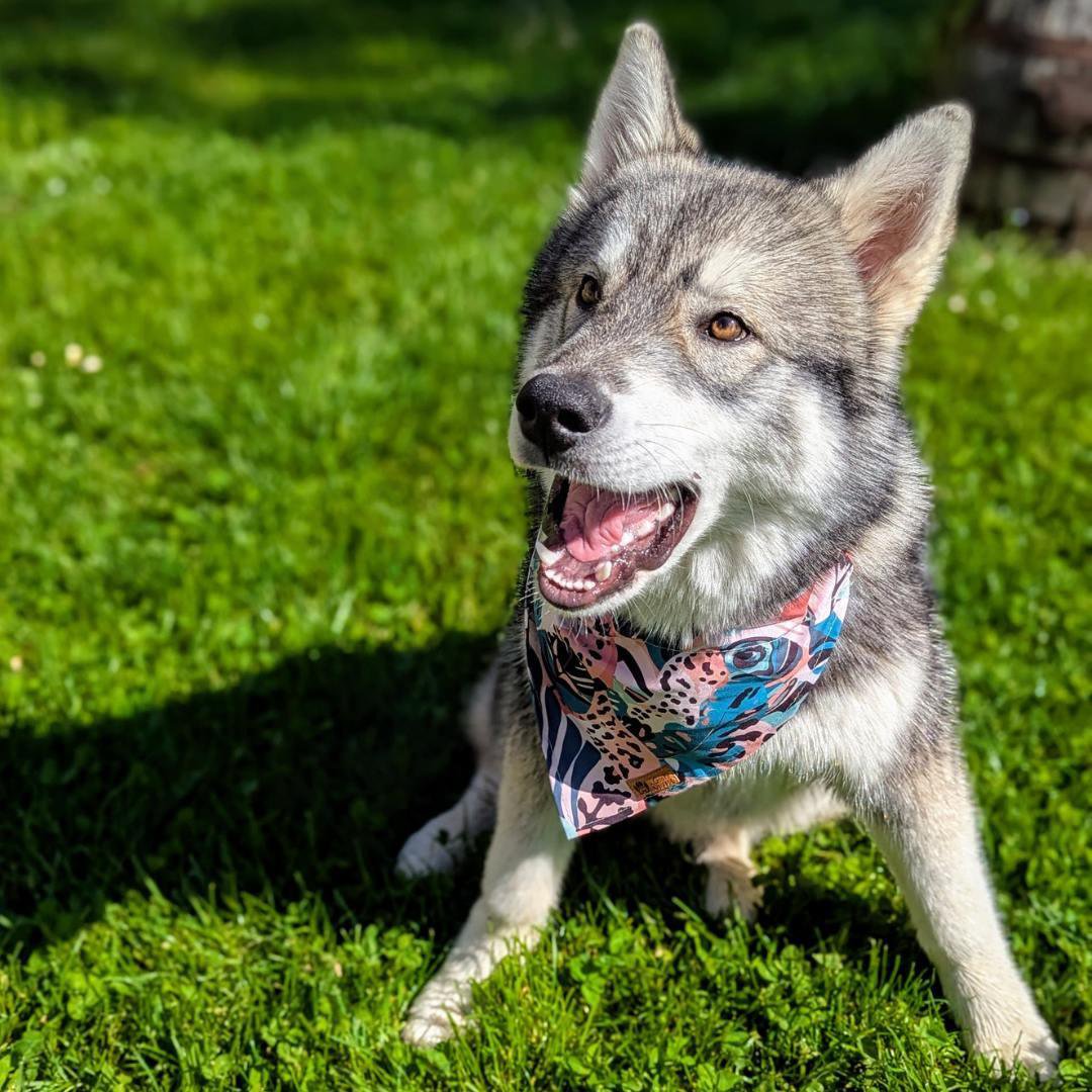 Savannah necklace and bandana