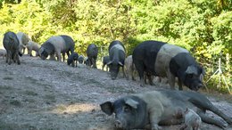 🇬🇧 Panceta de cerdo negro salvaje de Umbría - salami artesanal sazonado