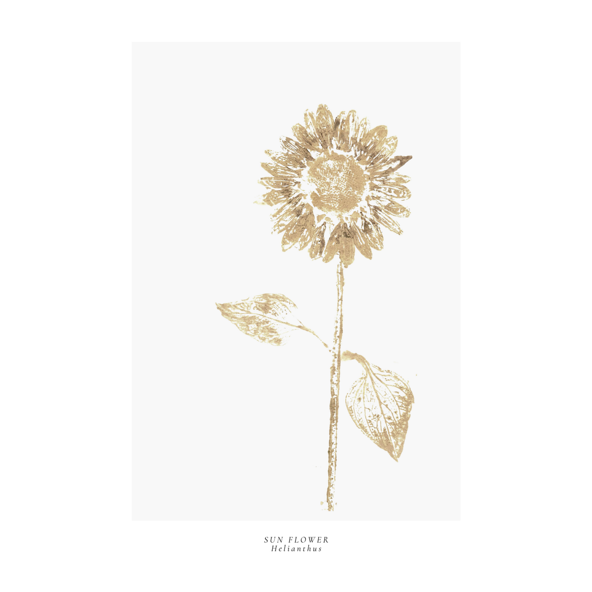 a year in bloom. Set of 12 handprinted floral postcards.