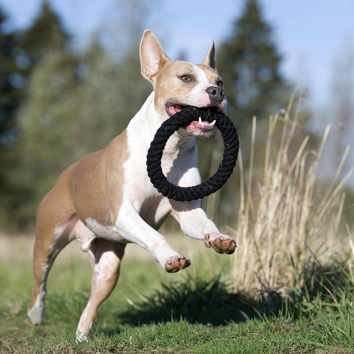 Ringo Ring - juguete de culto para perros
