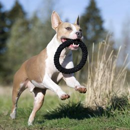Ringo Ring - juguete de culto para perros
