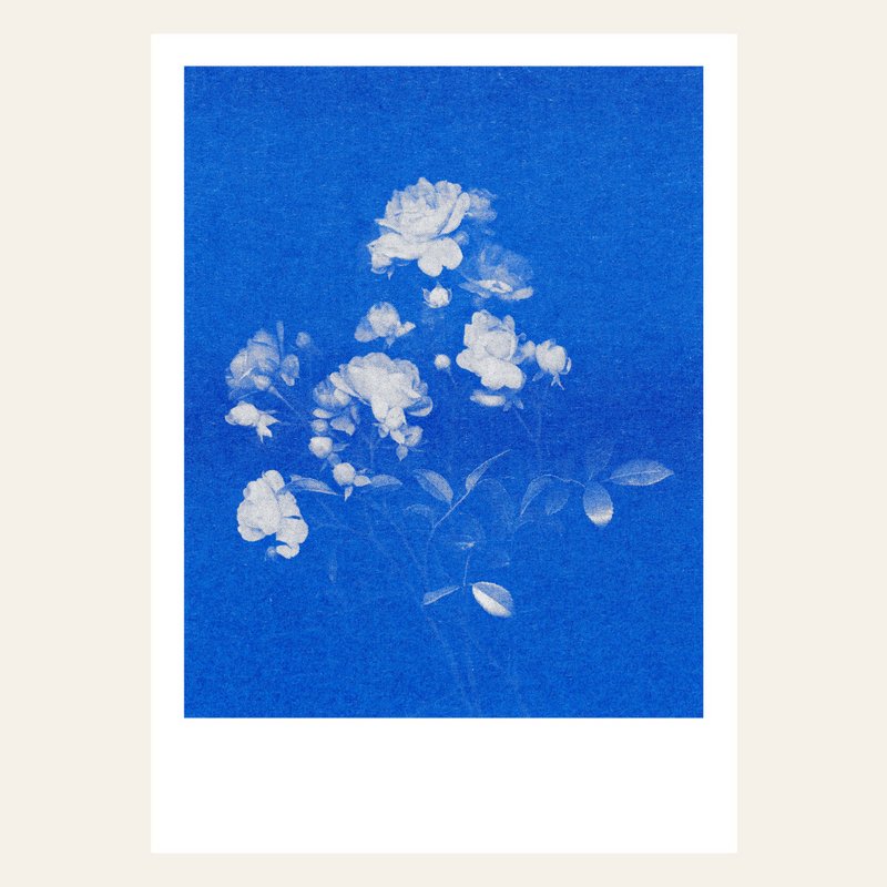 Risographie Postkarte – Rose N°1 – DIN A6