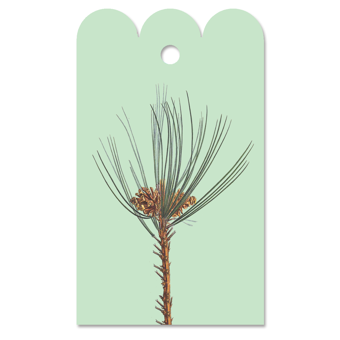 Gift Tag Pinus