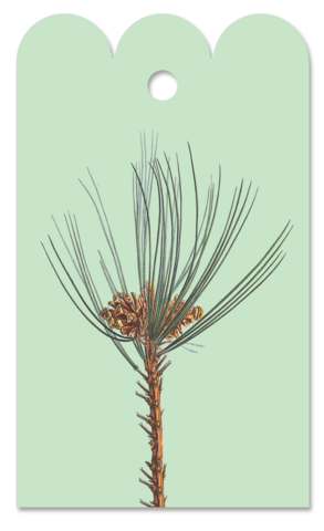 Gift Tag Pinus
