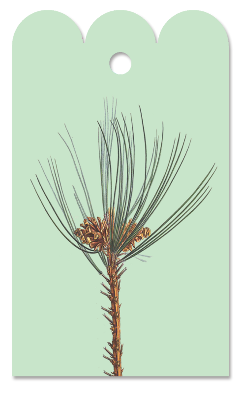 Gift Tag Pinus