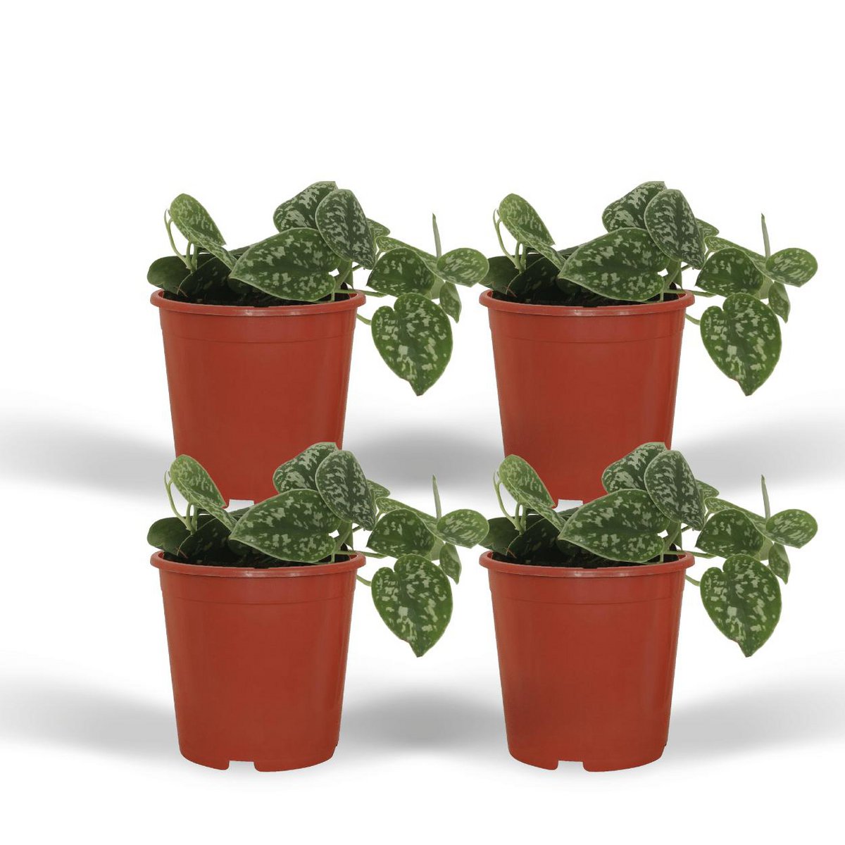 Scindapsus Pictus - 4 pieces - ø12cm - ↕15cm