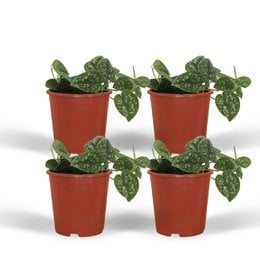 Four potted Scindapsus Pictus plants with large, green, heart-shaped leaves in red and black pots. The plants are approximately 12cm in diameter and 15cm tall.